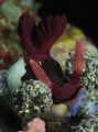   Nudibranch feeding. feeding  